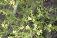 Diosma