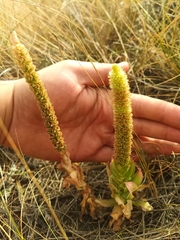 Orostachys malacophylla