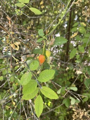 Rosa nutkana