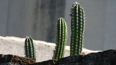 Pachycereus pecten-aboriginum