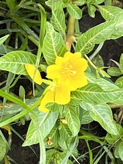 Ludwigia hexapetala
