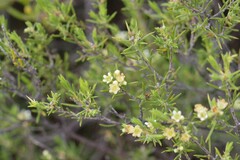 Diosma