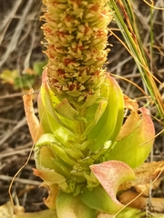 Orostachys malacophylla