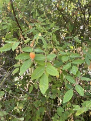 Rosa nutkana