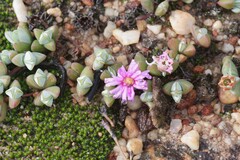 Braunsia maximilianii