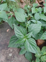 Dicliptera chinensis