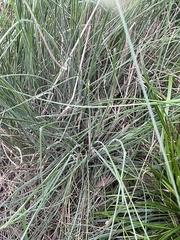Poa morrisii