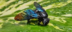 Biluna