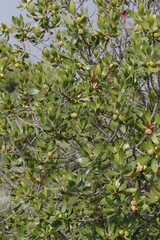 Hyaenanche globosa