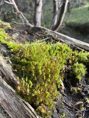 Ptychostomum capillare