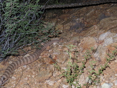Crotalus tigris