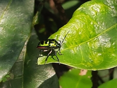 Chrysocoris stollii