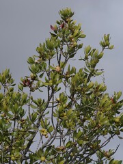 Hyaenanche globosa