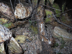 Incilius alvarius