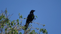 Corvus sinaloae