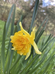Narcissus