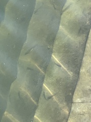 Acanthogobius flavimanus