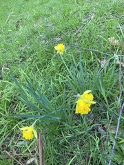 Narcissus