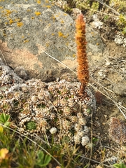 Orostachys spinosa
