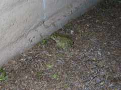 Incilius alvarius