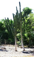 Pachycereus pecten-aboriginum