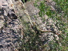 Aspidoscelis stictogrammus