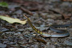 Erythrolamprus epinephalus