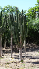 Pachycereus pecten-aboriginum
