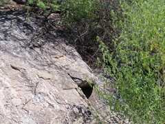 Aspidoscelis stictogrammus