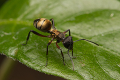 Polyrhachis rufifemur