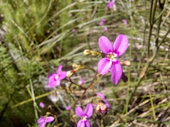 Stylidium laricifolium