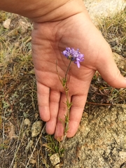 Scabiosa comosa