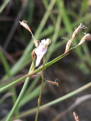 Utricularia caerulea