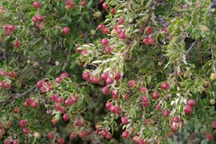 Phylica oleifolia