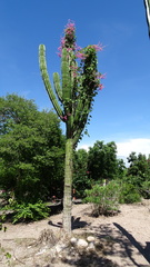 Pachycereus pecten-aboriginum
