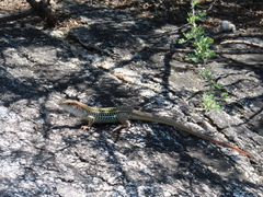 Aspidoscelis stictogrammus