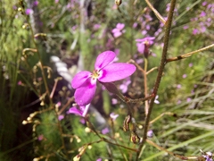 Stylidium laricifolium