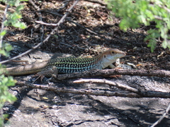 Aspidoscelis stictogrammus