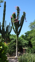 Pachycereus pecten-aboriginum