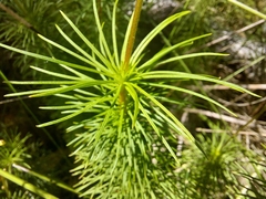 Stylidium laricifolium