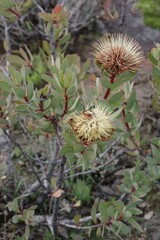 Protea glabra