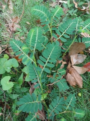 Phyllanthus urinaria hookeri