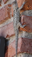 Sceloporus clarkii