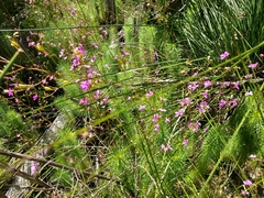 Stylidium laricifolium
