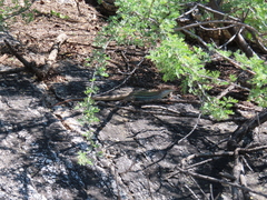 Aspidoscelis stictogrammus