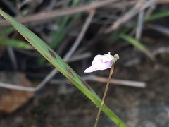 Utricularia caerulea