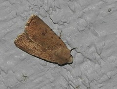Caradrina montana