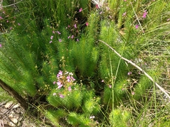 Stylidium laricifolium