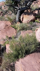 Euclea linearis