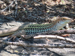 Aspidoscelis stictogrammus